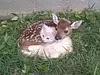 fawns's avatar