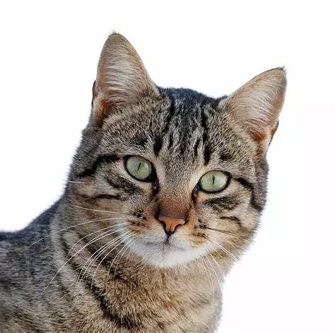 Katt135's avatar